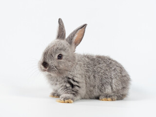 Front view of baby grey rabbit sitting on white background. Lovely action of young rabbit.