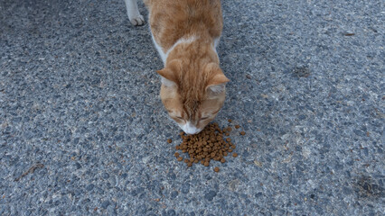 A stray ginger cat eats dry food from the asphalt