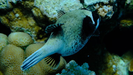 Masked puffer (Arothron diadematus) undersea, Red Sea, Egypt, Sharm El Sheikh, Montazah Bay © Alexey
