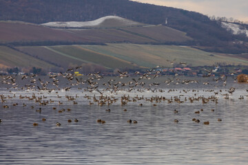 Ducks swim on a partially frozen lake. Palava in the background.