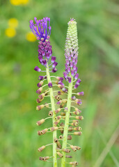 photos of wild flowers, wild hyacinths