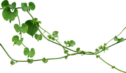 Vine plant, Branch creeper leaf green, Liana tropical nature transparent background