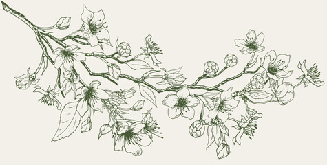 Spring cherry blossom branches. Hand drawn line art vector illustration. © JeannaDraw
