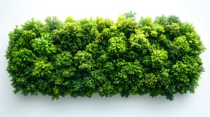 Fototapeta premium Green Foliage Plant on White Background