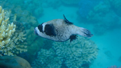 Masked puffer (Arothron diadematus) undersea, Red Sea, Egypt, Sharm El Sheikh, Montazah Bay © Alexey