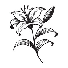 Detailed Lily Flower Illustration with Bud and Leaves