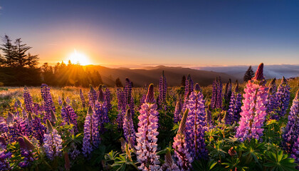 wild lupine flowers at sunset humboldt county california