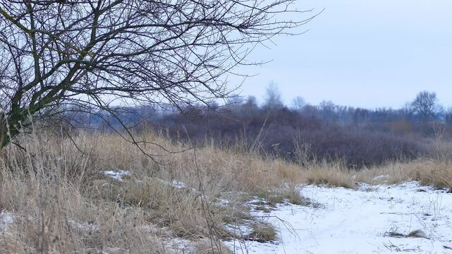Lonely Tree in Winter in Field