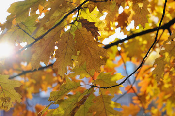 abstract autumn background