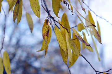 abstract autumn background
