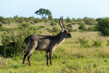 Cobe à croissant, Kobus ellipsiprymnus, Parc national Kruger, Afrique du Sud