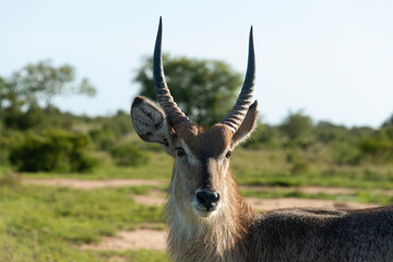Cobe à croissant, Kobus ellipsiprymnus, Parc national Kruger, Afrique du Sud