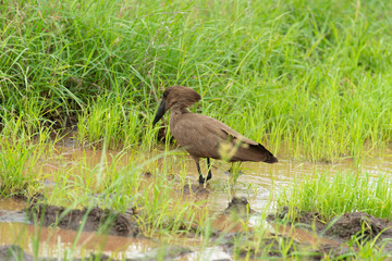 Ombrette africaine,. Scopus umbretta, Hamerkop