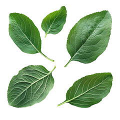 Obraz premium Collection of Five Fresh Green Leaves Isolated on White Background for Natural and Organic Designs, Culinary Uses, and Botanical Illustrations