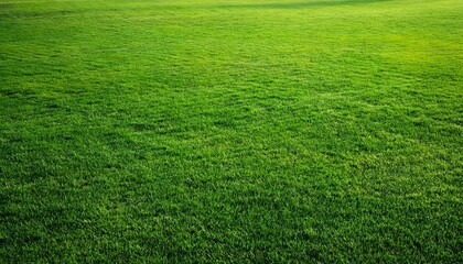 texture of an even green lawn as a background