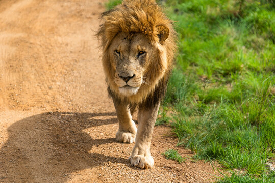View of a majestic lion prowling through the grass along a dirt road, South Africa.