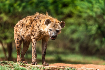 View of hyena in its natural habitat on the savannah, South Africa.