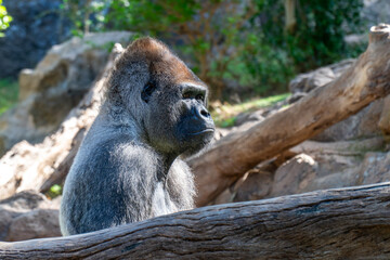 gorilla