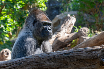 Gorilla © Wojciech