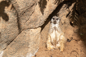 Suricato © Wojciech