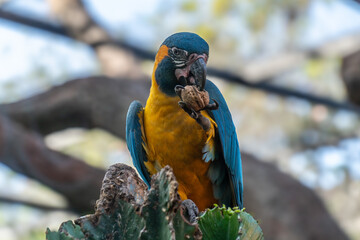 Macaw Parrot © Wojciech