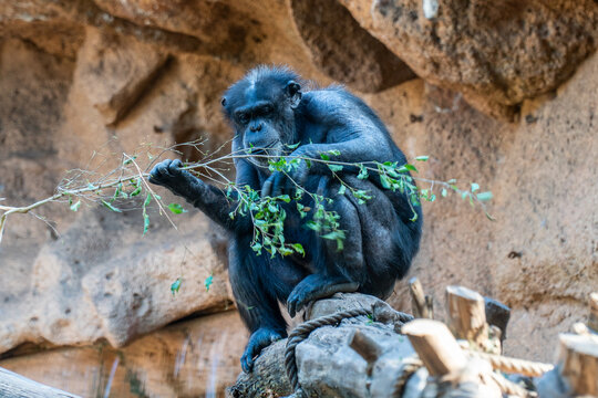 chimpanzee