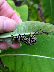 Hand holding monarch butterfly caterpillar on milkweed plant leaf found in North Carolina park garden