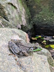 Green frog found sitting on rock in North Carolina park stream (Lithobates clamitans)