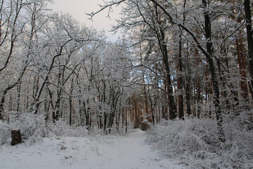 Winter forest in Dubrava Park.