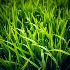 Fototapeta premium Green rice paddy, grass