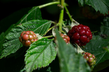 Close-Up of Ripening Blackberries on a Bush