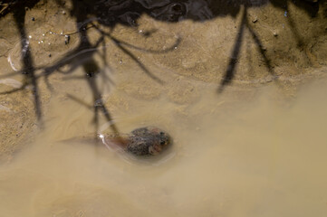 Close-Up of a Tadpole in a Muddy Puddle Surrounded by Shadowy Silhouettes