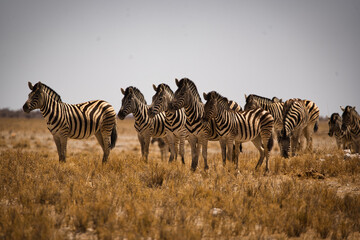 Obraz premium Zebras