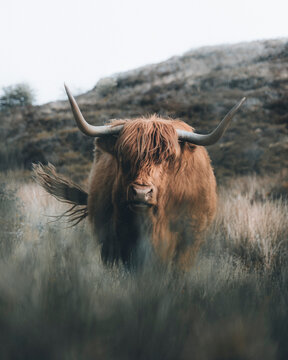 View of a Scottish highland cow near Plockton, Scotland