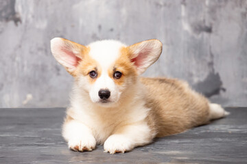 Pembroke Welsh Corgi puppy on a uniform gray background