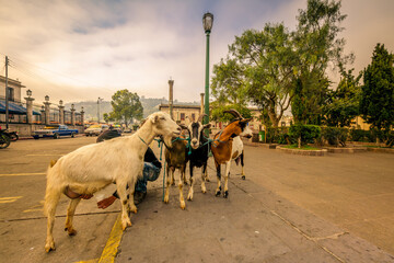 Quetzaltenango, Quetzaltenango, Guatemala.
The shepherd is accompanied by domesticated goats and...