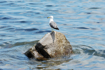A seagull is sitting on a rock
