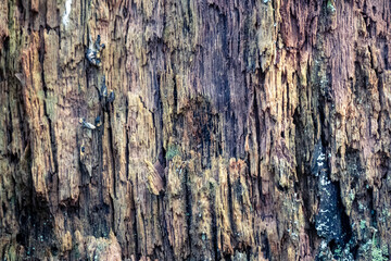 rotten wood texture. Old wooden background