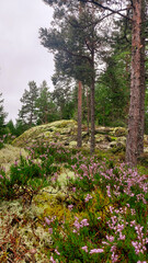 path in the forest