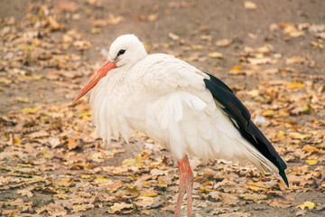 white stork against the backdrop of an autumn garden