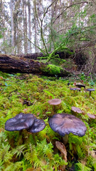 mushrooms in the forest
