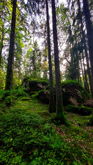 path in the forest