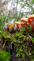 Mushrooms in the forest