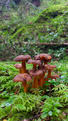 mushroom in the forest