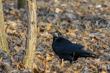 black crow in the park