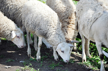 Grazing sheep in a pet pen