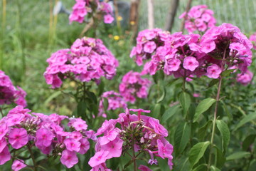 flowers in the garden