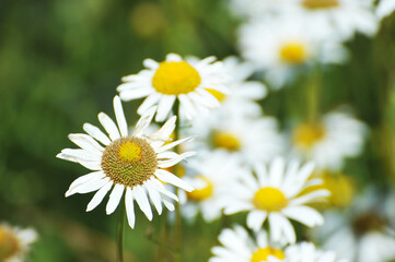 Obraz premium blooming daisies at the end of summer - summer meadow and grasses