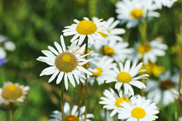 blooming daisies at the end of summer - summer meadow and grasses