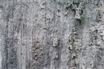 rotten wood texture. Old wooden background